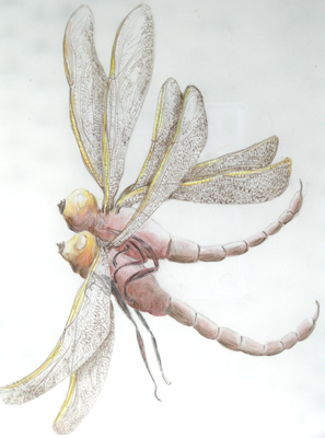 Dragonflies+drawings